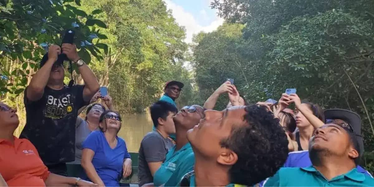 visitors take pictures on the caroni swamp and bird sanctuary trinidad home of the scarlet ibis