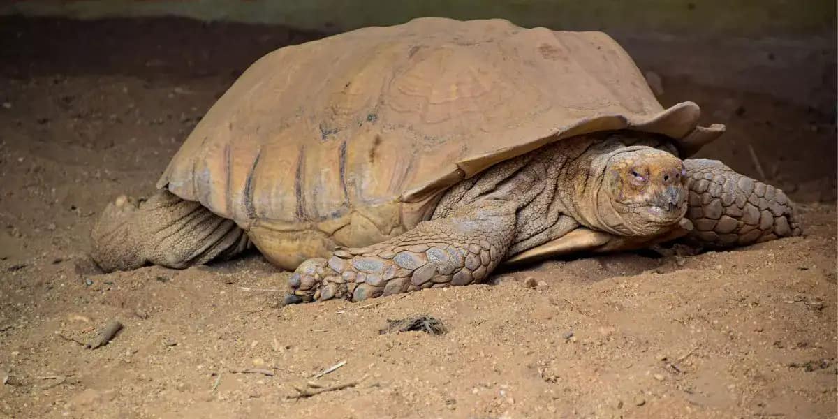 turtle-watch at matura trinidad, turtles come in to lay eggs